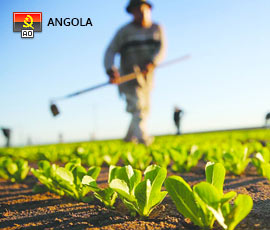 Empregos em Agricultura em Angola