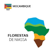 Florestas de Niassa